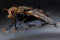 /images/133/2007-06-24-granite-fly01.jpg - #04022: A fly near Buena Vista … June 2007 -- Buena Vista, Colorado