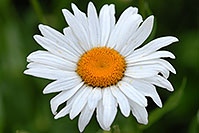 /images/133/2007-06-27-engle-flower-white.jpg - #04080: white flower in Englewood … June 2007 -- Englewood, Colorado