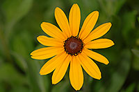 /images/133/2007-06-27-engle-flower-yellow.jpg - #04077: yellow flower in Englewood … June 2007 -- Englewood, Colorado