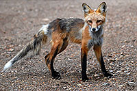 /images/133/2007-07-15-min-fox06.jpg - Animals > Foxes
