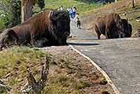 /images/133/2007-07-22-y-buff-mudpot01.jpg - #04281: Buffalo resting near trail - people walking at a safe distance … July 2007 -- Mud Volcano, Yellowstone, Wyoming