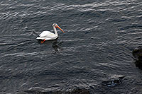 /images/133/2007-07-23-y-lake-pelican02.jpg - #04329: American White Pelican swimming on Yellowstone Lake … July 2007 -- Yellowstone Lake, Yellowstone, Wyoming