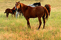 /images/133/2007-07-27-mt-horses.jpg - #04405: Horses near Greycliff, Montana … July 2007 -- Greycliff Prairie Dog Town, Montana