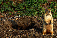 /images/133/2007-07-27-mt-prairie-dog13.jpg - #04419: Prairie dogs in Greycliff Prairie Dog Town … July 2007 -- Greycliff Prairie Dog Town, Montana