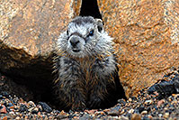 /images/133/2007-07-27-wyo-bear-marmot03.jpg - Animals > Marmots