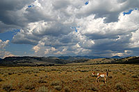 /images/133/2007-07-27-y-pronghorn-3816.jpg - #04453: 2 Male Pronghorns in Lamar Valley … July 2007 -- Lamar Valley, Yellowstone, Wyoming