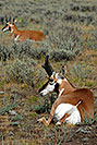/images/133/2007-07-27-y-pronghorn-v3750.jpg - #04463: 2 Male Pronghorns in Lamar Valley … July 2007 -- Lamar Valley, Yellowstone, Wyoming
