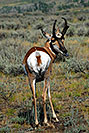 /images/133/2007-07-27-y-pronghorn-v3756.jpg - #04464: Male Pronghorn in Lamar Valley … July 2007 -- Lamar Valley, Yellowstone, Wyoming