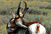/images/133/2007-07-27-y-pronghorn-v768c.jpg - #04466: Male Pronghorn in Lamar Valley … July 2007 -- Lamar Valley, Yellowstone, Wyoming