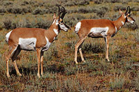 /images/133/2007-07-27-y-pronghorns06.jpg - 04460: 2 Male Pronghorns in Lamar Valley … July 2007 -- Lamar Valley, Yellowstone, Wyoming