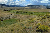 /images/133/2007-07-28-y-buff-3240.jpg - #04470: Herd of over 200 Buffalo in Lamar Valley … July 2007 -- Lamar Valley, Yellowstone, Wyoming
