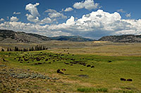 /images/133/2007-07-28-y-buff-3517.jpg - #04474: Herd of over 200 Buffalo in Lamar Valley … July 2007 -- Lamar Valley, Yellowstone, Wyoming