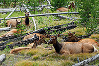 /images/133/2007-07-28-y-elk03.jpg - #04485: Elk in Yellowstone … July 2007 -- Yellowstone, Wyoming