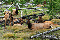 /images/133/2007-07-28-y-elk04.jpg - #04486: Elk in Yellowstone … July 2007 -- Yellowstone, Wyoming