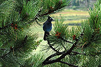 /images/133/2007-09-03-rm-bird1-1509.jpg - #04606: (blue) Steller`s Jay near Sheep Lakes … Sept 2007 -- Sheep Lakes, Rocky Mountain National Park, Colorado