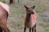 /images/133/2007-09-08-rm-elk-b-2822.jpg - #04627: Baby Elk (only months old) in Rocky Mountain National Park … Sept 2007 -- Moraine Park, Rocky Mountain National Park, Colorado