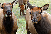 /images/133/2007-09-08-rm-elk-f-2738.jpg - #04629: Female Elk in Rocky Mountain National Park … Sept 2007 -- Moraine Park, Rocky Mountain National Park, Colorado