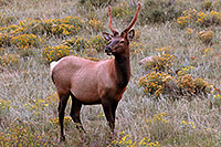 /images/133/2007-09-08-rm-elk-y-2657.jpg - #04634: 1 year old Bull Elk grazing … Sept 2007 -- Moraine Park, Rocky Mountain National Park, Colorado