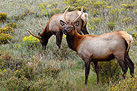 /images/133/2007-09-08-rm-elk-y-2714.jpg - #04635: 1 year old Bull Elk grazing … Sept 2007 -- Moraine Park, Rocky Mountain National Park, Colorado