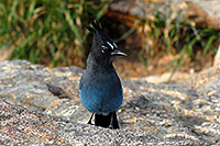 /images/133/2007-09-08-rm-stellers-1666.jpg - #04638: (Blue) Steller`s Jay in Rocky Mountain National Park … Sept 2007 -- Sheep Lakes, Rocky Mountain National Park, Colorado