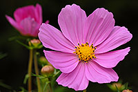 /images/133/2007-10-01-oak-pink-4903.jpg - #04700: Pink flower in Oakville, Ontario.Canada … Oct 2007 -- Oakville, Ontario.Canada