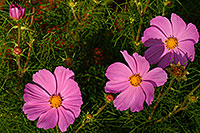 /images/133/2007-10-01-oak-pink-5014.jpg - #04701: Pink flowers in Oakville, Ontario.Canada … Oct 2007 -- Oakville, Ontario.Canada