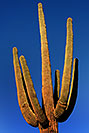 /images/133/2007-10-08-sag-cactus-6172v.jpg - #04730: Saguaro Cactus near Saguaro Lake … Dec 2007 -- Saguaro Lake, Arizona