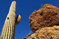 /images/133/2008-02-09-supers-9592.jpg - #04760: Saguaro cactus in Superstition Mountains … Feb 2008 -- Tortilla Flat Trail, Superstitions, Arizona