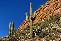 /images/133/2008-02-09-supers-9611.jpg - #04762: Saguaro cactus in Superstition Mountains … Feb 2008 -- Tortilla Flat Trail, Superstitions, Arizona