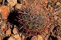 /images/133/2008-02-09-supers-9629.jpg - #04764: Barrel Cactus in Superstition Mountains … Feb 2008 -- Superstitions, Arizona