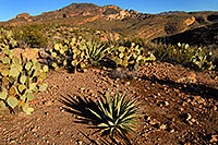 /images/133/2008-02-09-supers-9788.jpg - #04765: Agave Plant (center) and Prickly Pears in Superstition Mountains … Feb 2008 -- Tortilla Flat Trail, Superstitions, Arizona