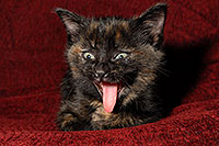 /images/133/2008-02-26-kittens-1562.jpg - #04809: Saraphina - Hanna`s Kitten #2 … Feb 2008 -- Tempe, Arizona