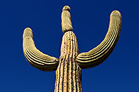 /images/133/2008-03-01-supers-1780.jpg - #04817: Saguaro Cactus in Superstition Mountains … March 2008 -- Queen Valley, Apache Junction, Arizona