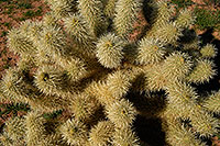 /images/133/2008-03-02-supers-2113.jpg - 04830: Jumping Cholla (or Teddybear Cholla) Cactus closeup in Superstition Mountains … March 2008 -- Superstitions, Arizona