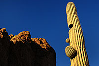 /images/133/2008-03-02-supers-2203.jpg - 04834: Saguaro Cactus with shape of a face in Superstition Mountains … March 2008 -- Superstitions, Arizona