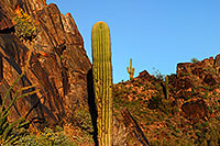 /images/133/2008-03-03-squaw-2484.jpg - #04851: Saguaro cactus along the trail of Squaw Peak Mountain in Phoenix … March 2008 -- Squaw Peak, Phoenix, Arizona