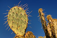 /images/133/2008-03-08-pleasa-3346.jpg - 04856: Prickly Pear cactus along dirtroad from Lake Pleasant to Crown King … March 2008 -- Lake Pleasant, Arizona