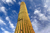 /images/133/2008-03-15-saguaro-4444.jpg - Arizona > Saguaro National Park