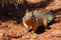 /images/133/2008-03-30-gc-ba-sq-6548.jpg - #04971: Friendly Squirrel in Grand Canyon, at lookout of 2mile Resthouse … March 2008 -- Bright Angel Trail, Grand Canyon, Arizona