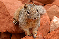 /images/133/2008-03-30-gc-ba-sq-6654.jpg - #04975: Friendly Squirrel in Grand Canyon, at lookout of 2mile Resthouse … March 2008 -- Bright Angel Trail, Grand Canyon, Arizona
