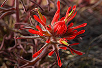 /images/133/2008-04-01-lc-red-8253.jpg - #05031: Red Indian Paintbrush by Little Colorado River Gorge east of Grand Canyon … April 2008 -- Little Colorado River Gorge, Grand Canyon, Arizona