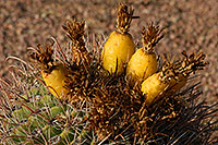 /images/133/2008-04-04-hav-fish-5148.jpg - #05061: Fishook cactus fruit in Superstitions … April 2008 -- Lost Dutchman State Park, Superstitions, Arizona