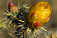 /images/133/2008-04-11-sup-cholla-1797.jpg - #05135: Yellow flowers of Cholla Cactus in Superstitions … April 2008 -- Superstitions, Arizona