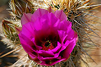 /images/133/2008-04-11-sup-hedge-1727.jpg - #05139: Purple flower of Hedgehog Cactus in Superstitions … April 2008 -- Superstitions, Arizona