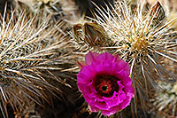 /images/133/2008-04-11-sup-hedge-1730.jpg - #05140: Purple flower of Hedgehog Cactus in Superstitions … April 2008 -- Superstitions, Arizona