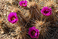 /images/133/2008-04-11-sup-hedge-1733.jpg - #05141: Purple flowers of Hedgehog Cactus in Superstitions … April 2008 -- Superstitions, Arizona