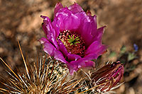 /images/133/2008-04-11-sup-hedge-1749.jpg - #05142: Purple flower of Hedgehog Cactus in Superstitions … April 2008 -- Superstitions, Arizona