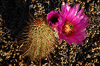 /images/133/2008-04-11-sup-hedge-1939.jpg - 05144: Big purple flower of a small Hedgehog Cactus in Superstitions … April 2008 -- Superstitions, Arizona