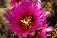 /images/133/2008-04-11-sup-hedge-1963.jpg - #05145: Purple flower of Hedgehog Cactus in Superstitions … April 2008 -- Superstitions, Arizona