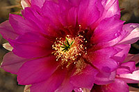 /images/133/2008-04-11-sup-hedge-1978.jpg - #05146: Purple flower of Hedgehog Cactus in Superstitions … April 2008 -- Superstitions, Arizona